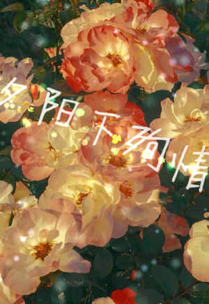 夕阳下殉情