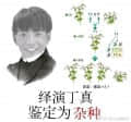绀灵