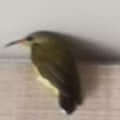 cupcake503