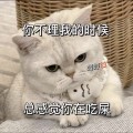 喵了个咪的